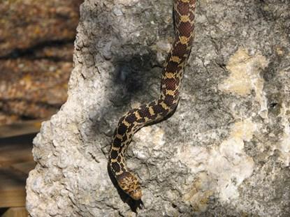 One such Wild Ambassador is the Bullsnake; a beneficial nonvenomous snake that is often mistaken for a rattlesnake as it has a similar pattern of large, square-like blotches down its back.