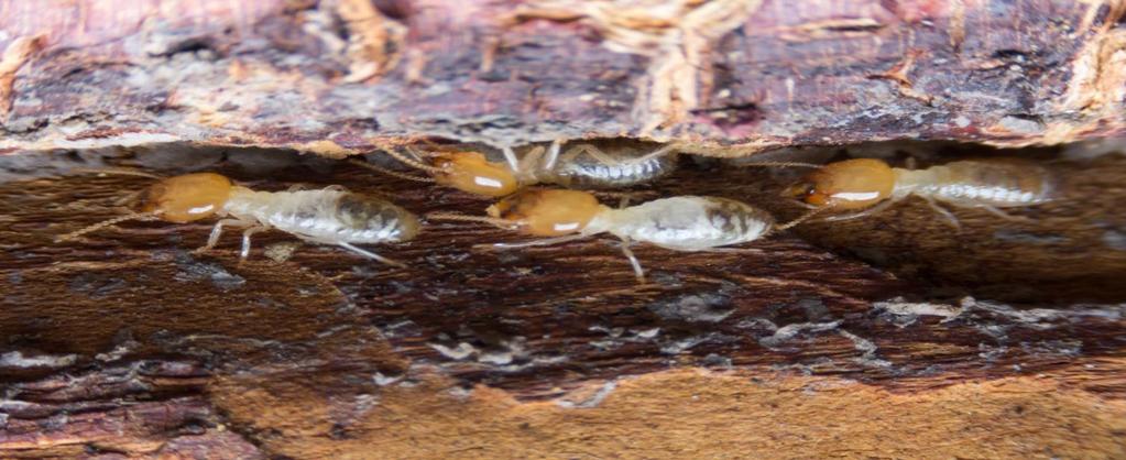 The larvae of the beetle bore through the wood digesting the cellulose.