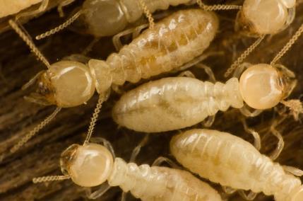 SUBTERRANEAN TERMITES FAMILY RHINOTERMITIDAE Creamy white to dark brown / black ⅛ inch long Subterranean termite colonies are organized into casts depending on tasks workers, soldiers and
