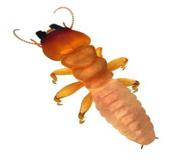Bodies of king and queen dampwood termites range in size from ½ inch to ⅝ inch long and have two pairs of wings that are eual in size and shape, extending beyond their abdomen.