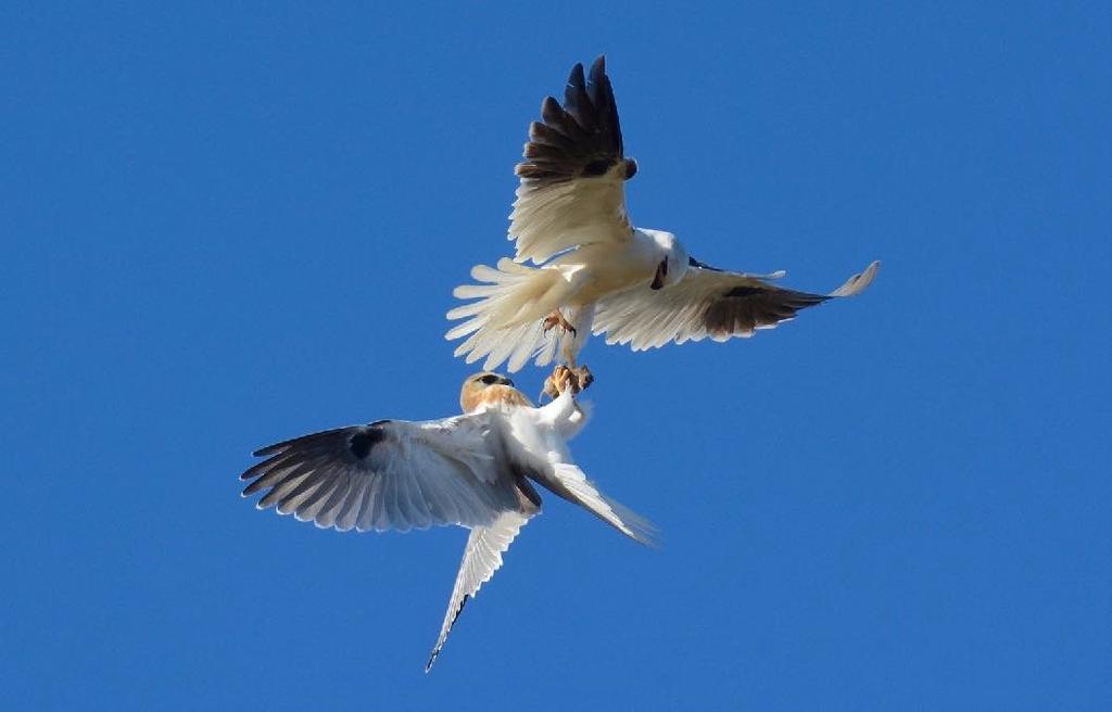 Featured bird Black-shouldered Kite Young Black-shouldered Kite in training. Learning to take an offered mouse from an adult bird.