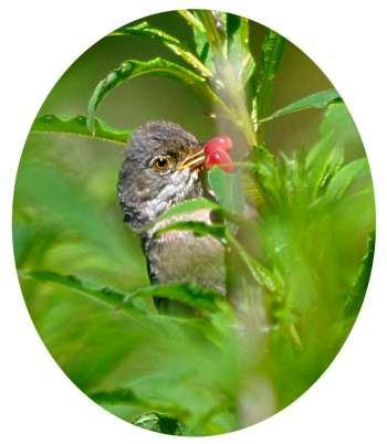 Common Whitethroat with