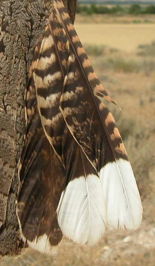 2nd year only in birds with retained juvenile feathers on wings with strong limit between fresh
