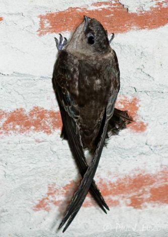 Chimney Swift: a declining species in the Midwest some