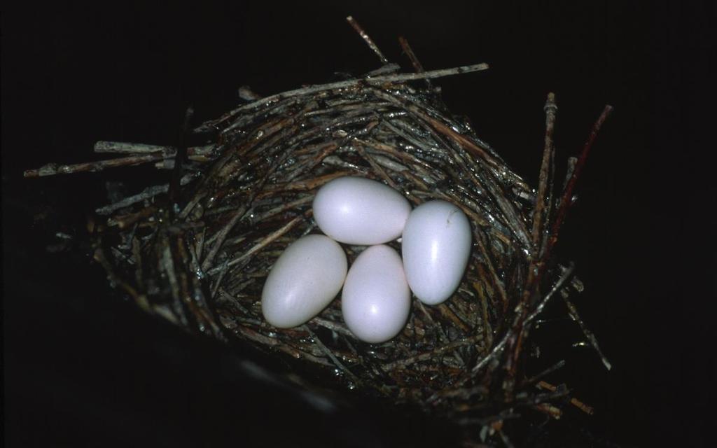 The nest with eggs