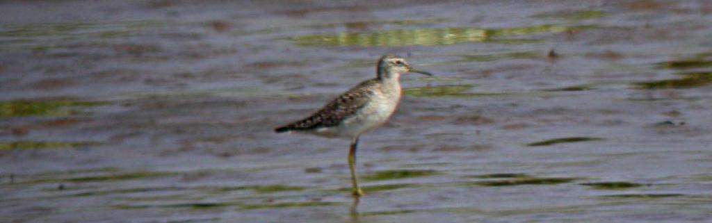 Greenshank Spring passage: 1 on 13 Apr was the only record. Autumn passage: First 1 on 21 Jul but no further records until 1 on 6 Aug.