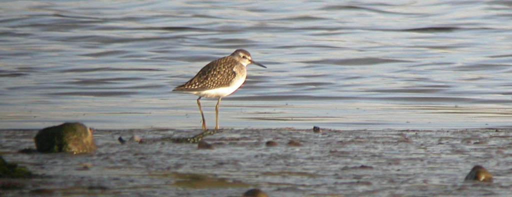 During the autumn passage period a single bird was seen daily during 9-16 Aug probably the same individual.
