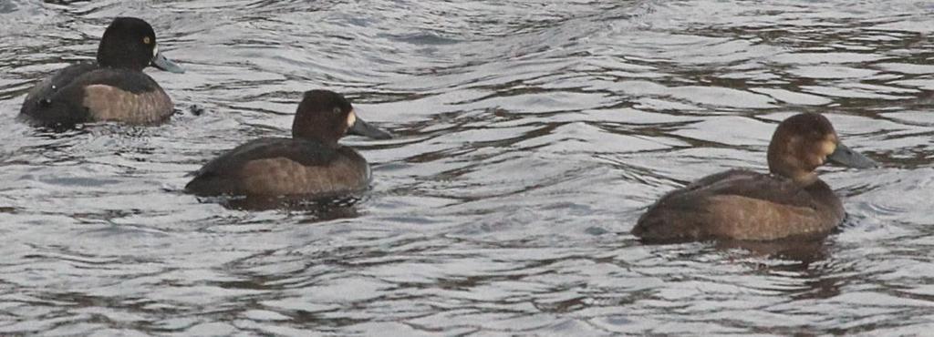 Female Scaup (right) with Tufted Ducks, 2 November 2012 (Photo: Martin Cook) Eider On most days only a few were visible offshore but numbers were very variable.