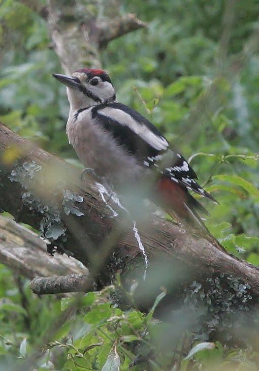 GREAT SPOTTED WOODPECKER One 22 September, one 15 October. Greater Spotted Woodpecker Dave Boyle 2011.