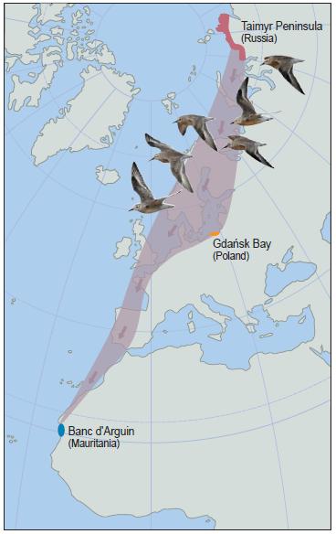 Introduction: Bird migration in the Baltic Knowledge about migration routes comes from: Visual observation of birds breeding / stopping over / staging / wintering Visual observation of active