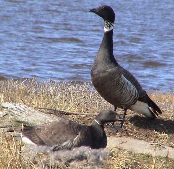 Studying of Brent Goose population in the Pyasina Delta (Taimyr) 2008 year Dr Bart A.