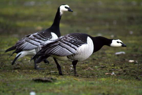 Present day changes of goose areas: Barnacle Goose Branta leucopsis Breading area befor