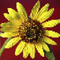 (Move your mouse over each of the images, to see the sunflower sketch superimposed on the mosaic.