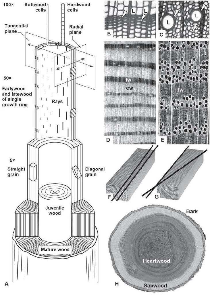 Illustration of a cut-away tree at various magnifications, corresponding roughly with the images to its right; at the top, at an approximate magnification of 100, a softwood cell and several hardwood