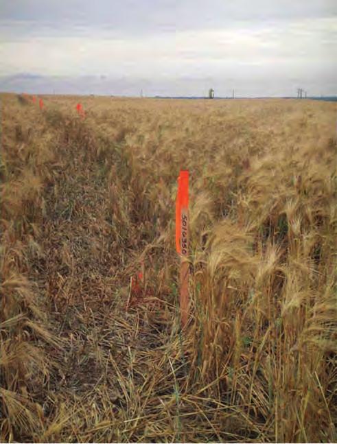 first break volume 28, June 2010 special topic Figure 2 Receiver line among tall wind-blown crops. Figure 3 Part of a point receiver shot record before (top) and after static corrections.