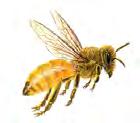 DAY pollinator NIGHT pollinator POLLINATOR TEAM MOVEMENT Bee Native & Honey Day As