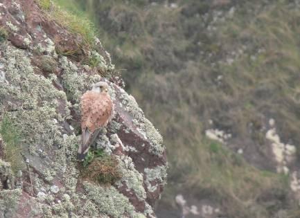 Methods During the period 2008-2012 an attempt was made to locate Kestrel pairs and their nest sites across the whole county.