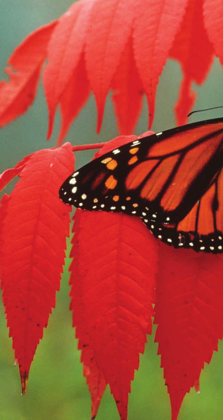 CHAPTER 1 Symmetry and Surface Area Examine this photograph of a monarch butterfly. What do you notice about it? Are there any parts that look like mirror images?