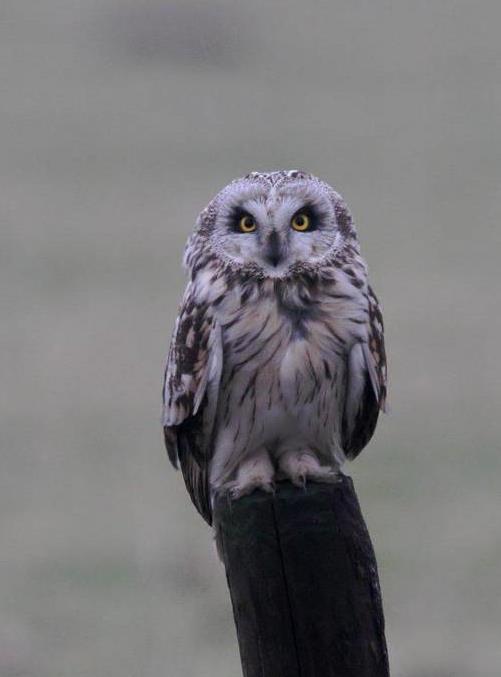 Day walks only Short-eared Owl Dates and Prices See website (tour code BEL02) or brochure Highlights Travel by train on a flight-free holiday.