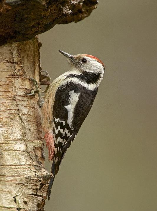 Woodpeckers,, Nutcracker, Tengmalm s Owl & Eagle Owl, Beaver, Red Squirrel and Wild Board all possible in the Ardennes.