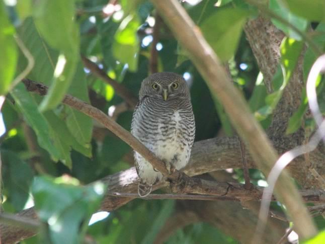 Brown Hawk-Owl Risso s Dolphin Pied Thrush Jungle Owlet How to book your place In order to book your place on this holiday, please give us a call on 01962 733051 with