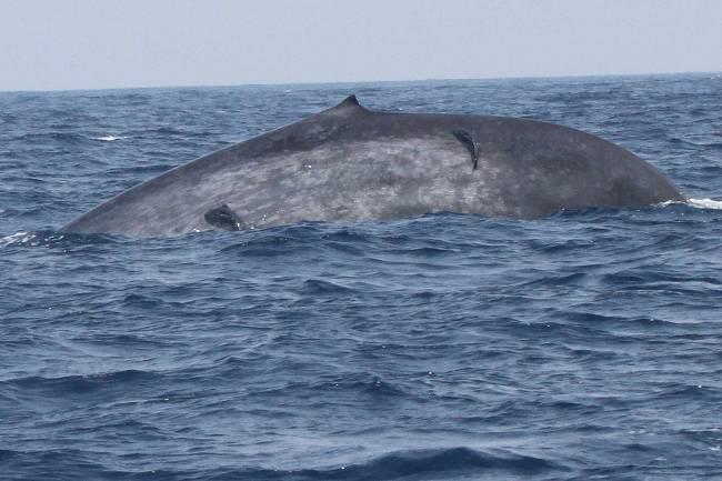 Blue Whale with ramora