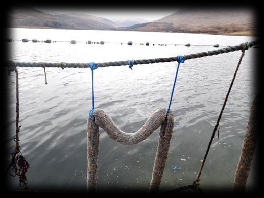 Insights from the Scottish Aquaculture Innovation Centre