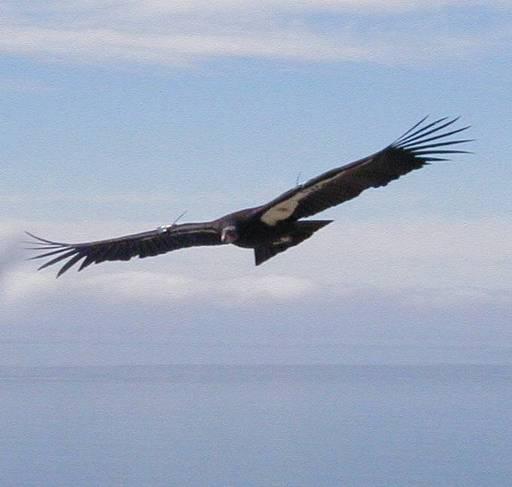 The California Condor is North America s Largest Land