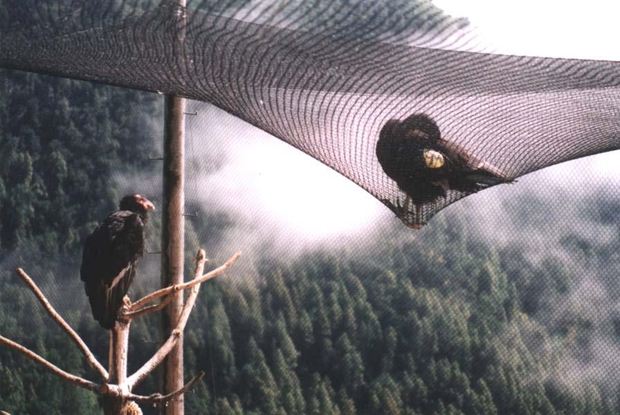 A wild condor