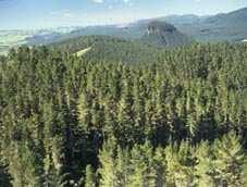 atmospheric carbon dioxide. Managed plantation forestry is the most sustainable way to produce wood fibre for manufacture of timber and wood products.