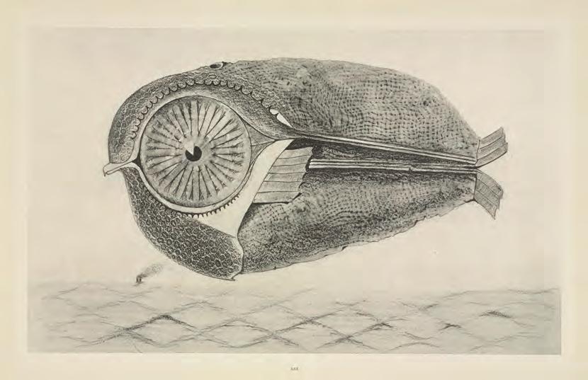Fig. 5: Max Ernst, The Fugitive (L Évadé) from Natural History (Histoire Naturelle), c. 1925, published 1926 2017 Artists Rights Society (ARS), New York/ADAGP, Paris.