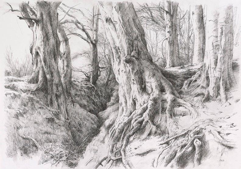14 Mauricewood Tree Study, pen &