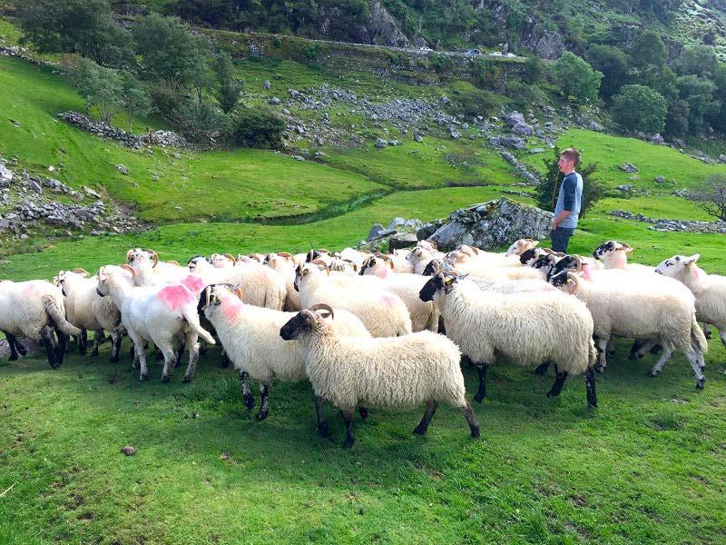 Day 4 the Kerry Way & Sheep Dog Herding Though the Kingdom of Kerry is a popular destination, we ll explore one of the most remote stretches of the Kerry Way.