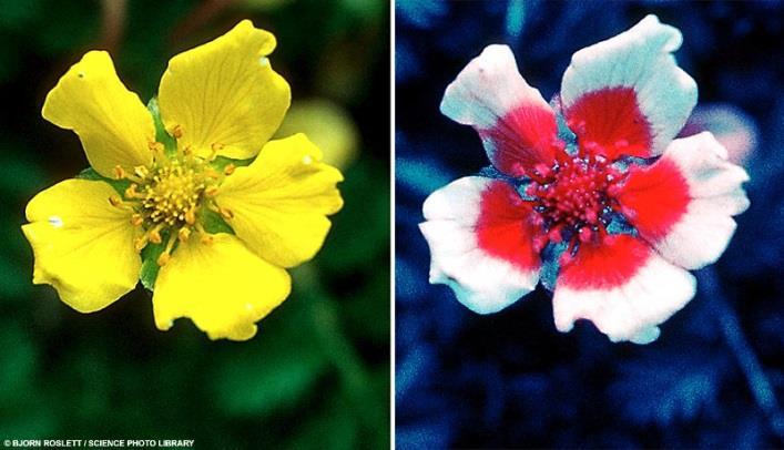 wavelengths using sensors Pictures depict flowers