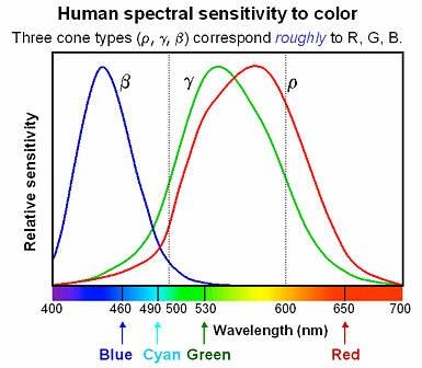 Color Perception by Humans Rods and cones act as filters on the spectrum:to get the