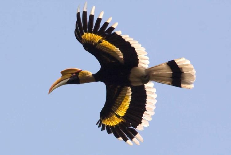 RBL Thailand Northern and Central & Southern Extension Itinerary 17 look for include White-bellied Sea Eagle, striking flocks of black and white Pied Imperial Pigeon, Green Imperial Pigeon and