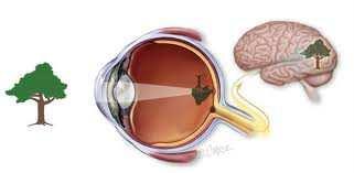 Vision Principle of VISION Light energy retina (photo-chemical) optic nerve (electrical signal) brain (sight centre) Initial information: brightness + colour