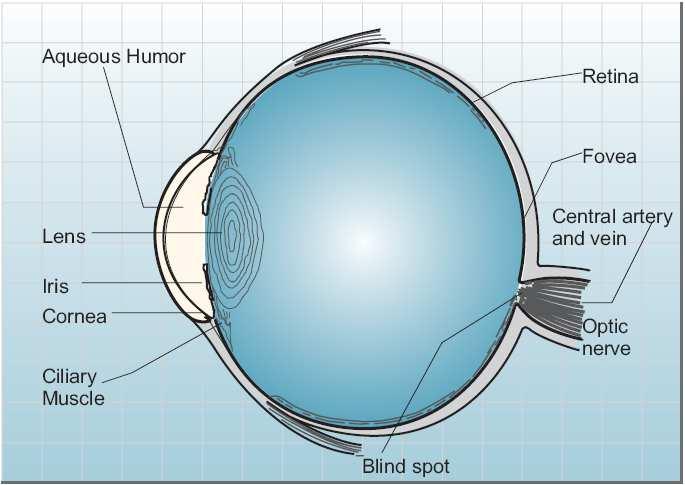 The Human Eye (Source: Advanced Lighting Guidelines