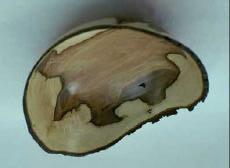 Savoy - a tray full of wood and Tagua Nut