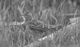16 BBS RESEARCH Use of BBS data for farmland bird conservation The BBS has taken over from the CBC the role of supplying information on changes in UK terrestrial breeding bird populations, and these