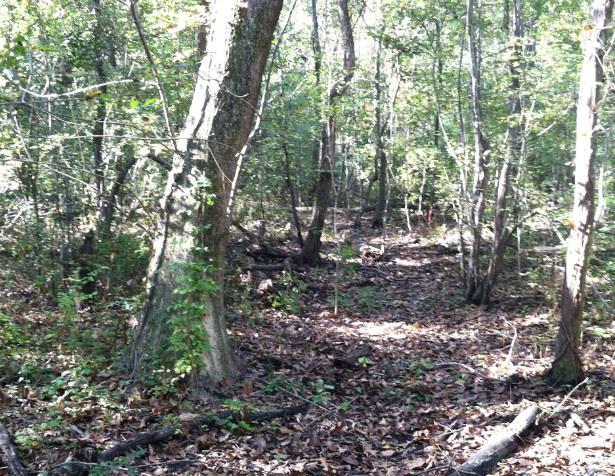 Typical successional forest in the Delacroix Preserve.