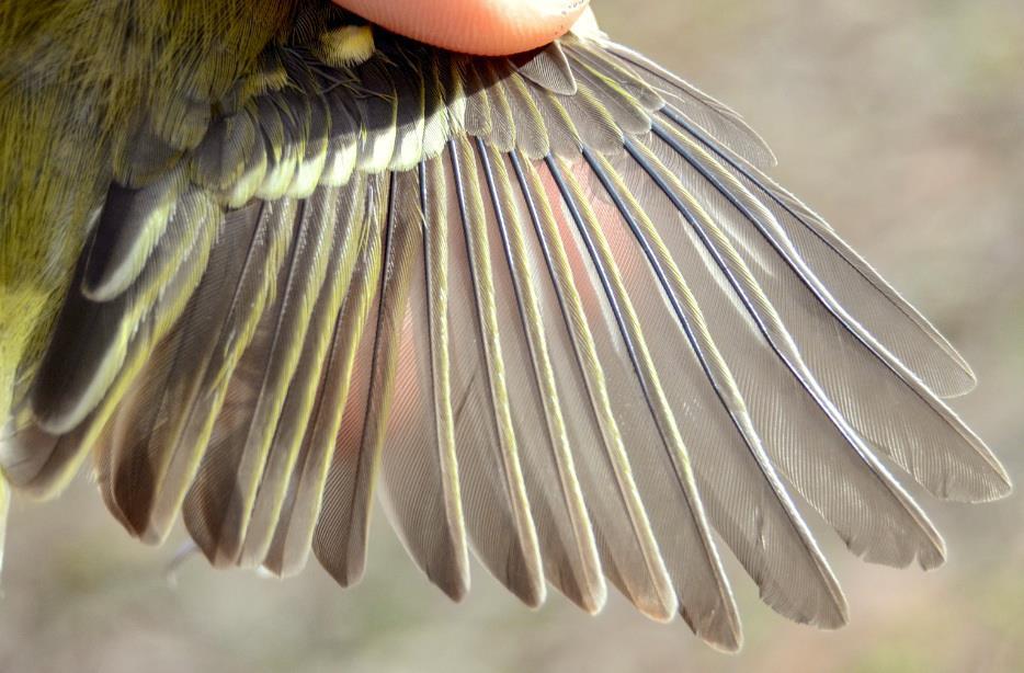 Wing of White-eyed Vireo, showing eccentric molt, the outer 6 primaries (including the smallest P10) being replaced,