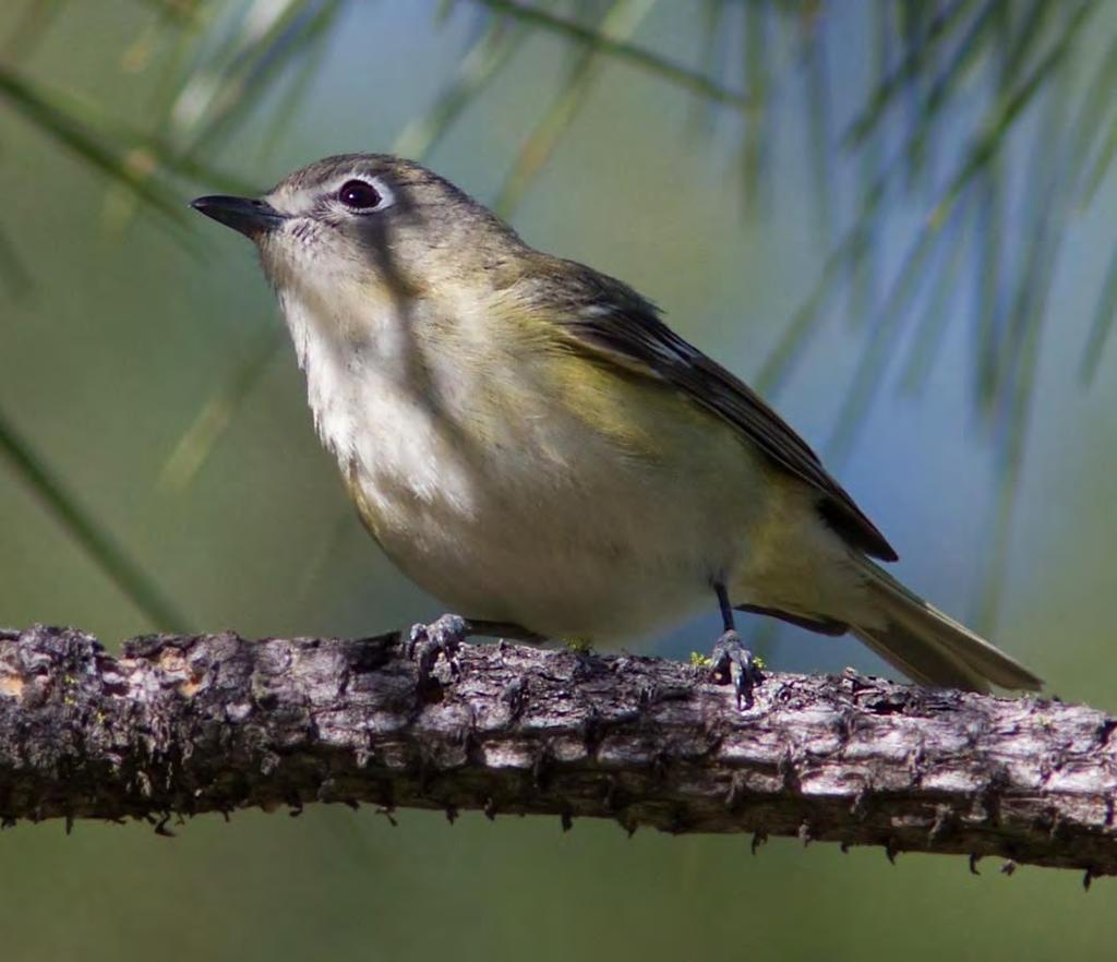 west, look for foothills birds such as Cassin s Vireo, Dusky Flycatcher