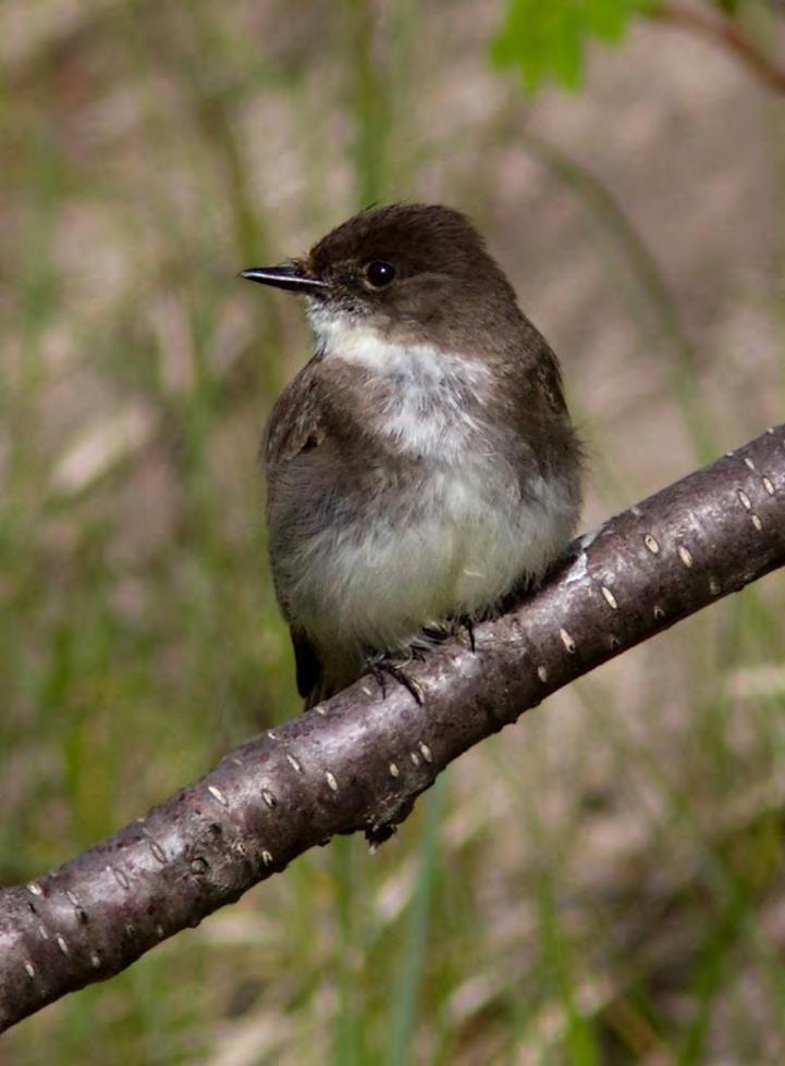 Sometimes referred to as Skunk Hollow Road Common birds such as Warbling Vireo, Red-eyed Vireo, Eastern Phoebe Beyond Skunk Hollow Ranch, road is