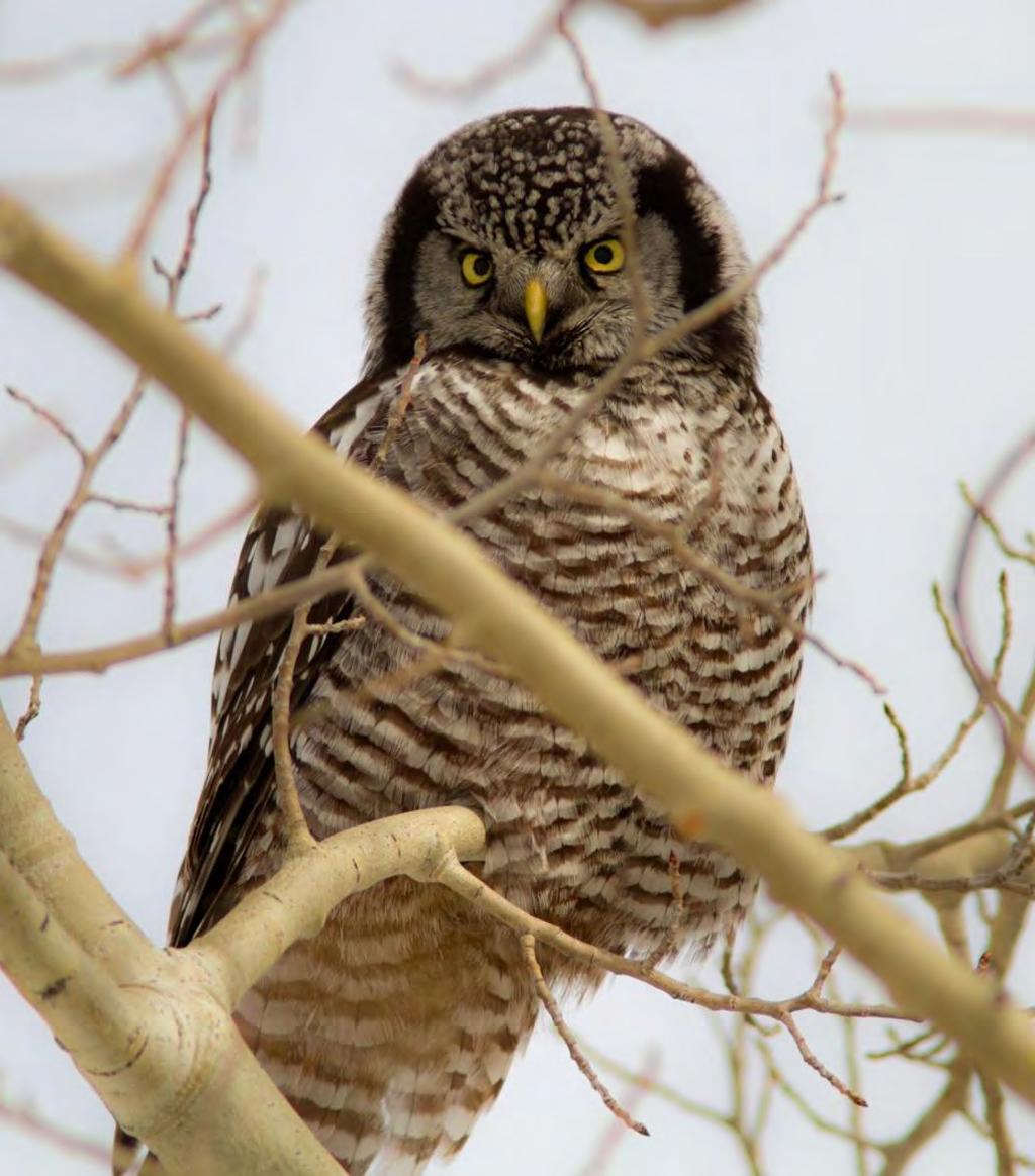 West to Boggy Lake Northern Hawk Owl nested here for 2-3 years but has not been seen recently