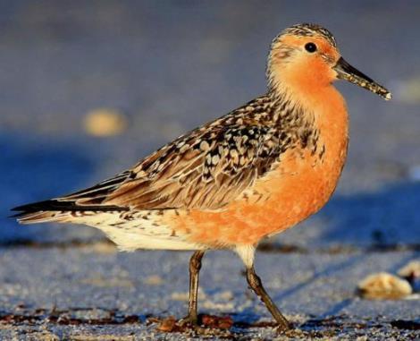 Red Knot migrates