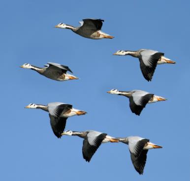 Geese (fly over