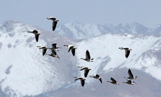 Bar-Headed Geese flying at