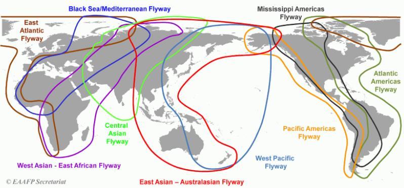 Birds tend to migrate along specifically named flyways