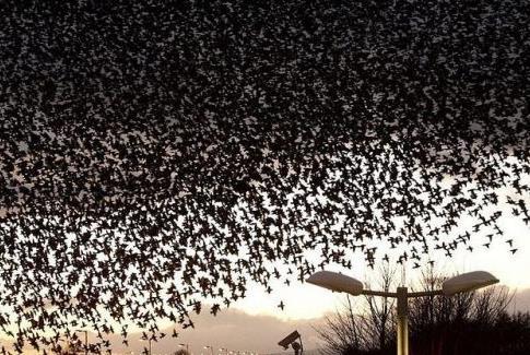 extinction) -flocks were one mile wide and